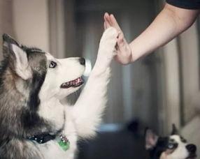 武汉宠物爆料案件最新情况,真相大白，法律将如何裁决？